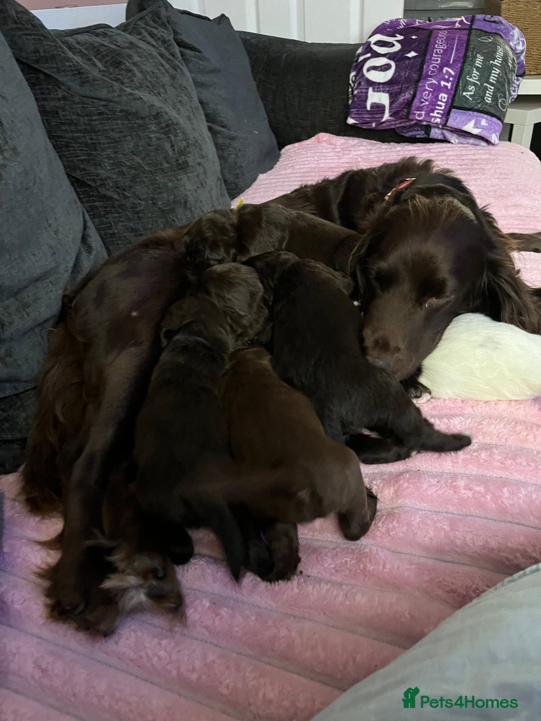 Sprocker dogs for sale: Sprocker spaniel pups  - Advert 6