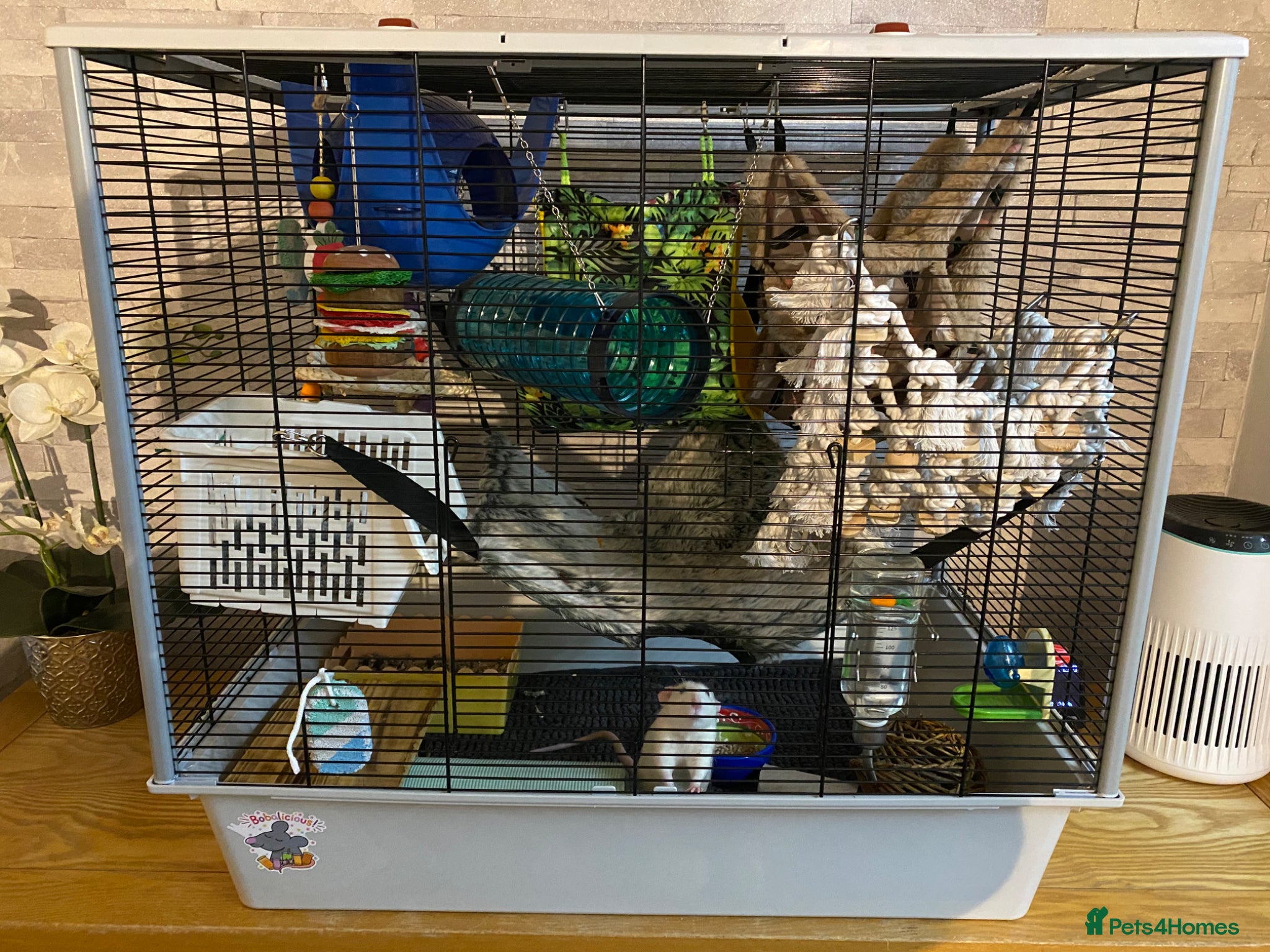 Rat rodents for sale: 2 male rats with cage, accessories and toys - Advert 1