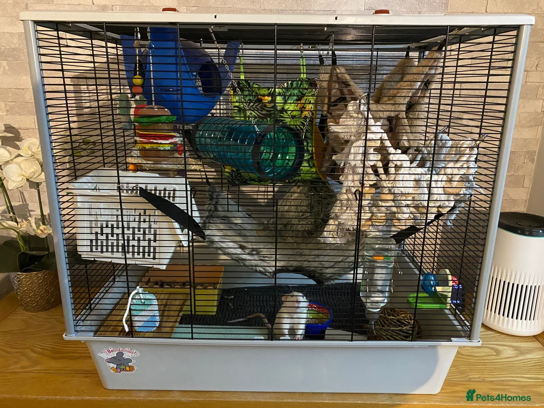 Rat rodents for sale: 2 male rats with cage, accessories and toys - Advert 1