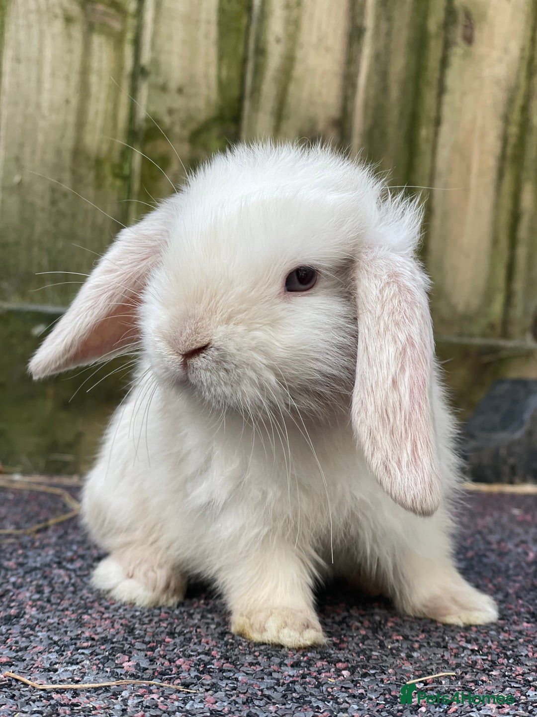Mini Lop rabbits for sale: Gorgeous mini lops looking for their forever home - Image 5