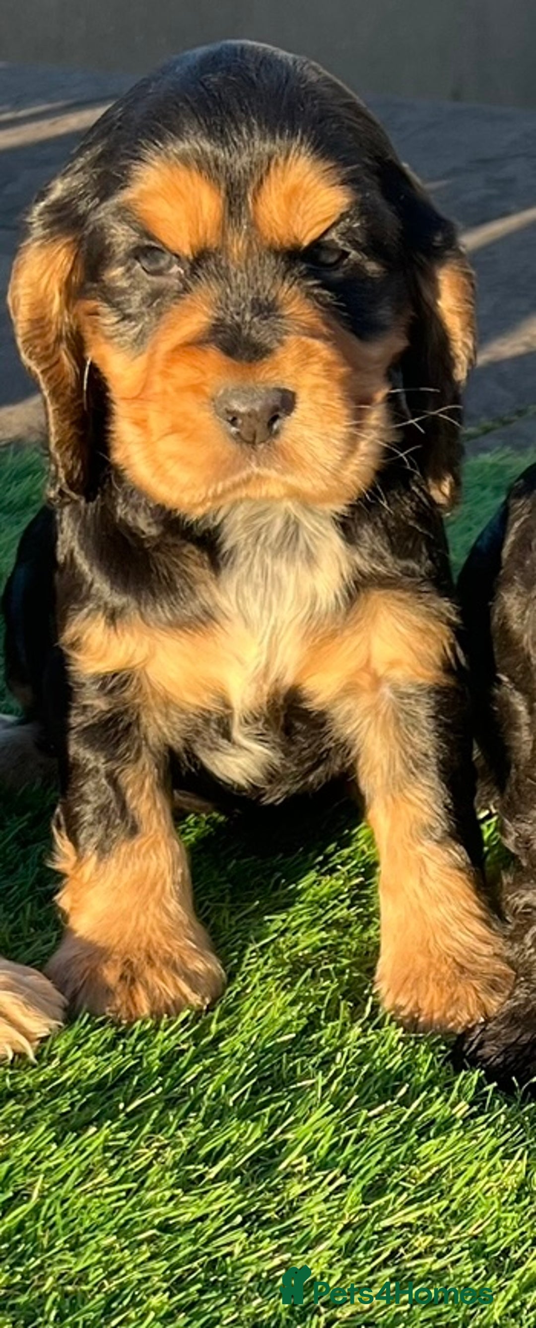 Cocker Spaniel dogs for sale: KC Registered Show Type Cocker Spaniels - Advert 17