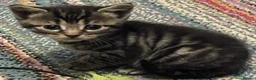 Mixed Breed cats for sale: Lovely litter of kitties looking for forever homes - Advert 8
