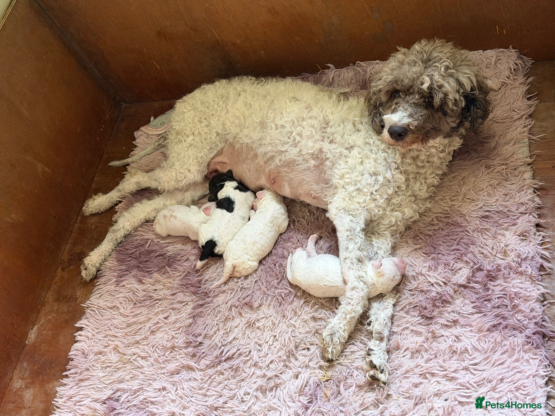 Lagotto Romagnolo dogs Lagotto Romagnolo - Advert 14