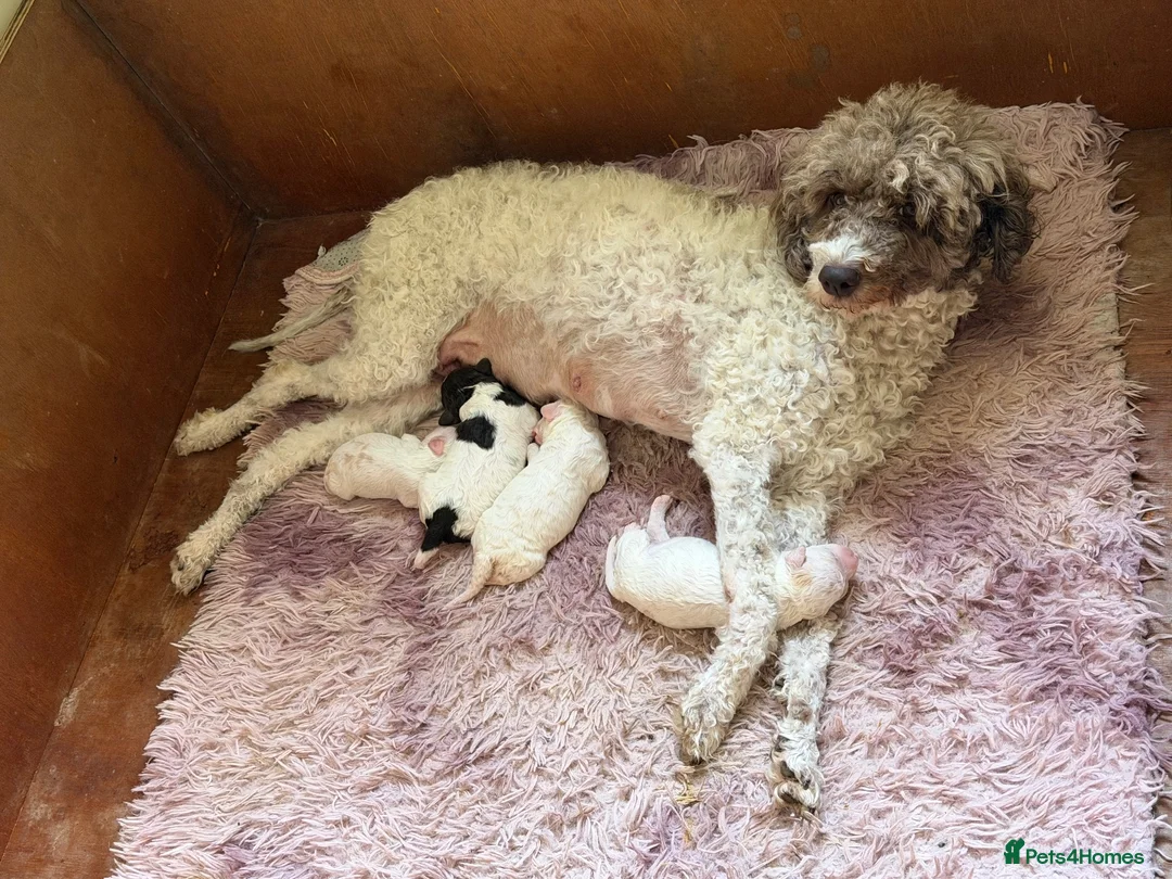Lagotto Romagnolo dogs for sale: Lagotto Romagnolo - Advert 1