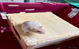 Hamster rodents for sale: Female winter white dwarf hamsters - Image 8