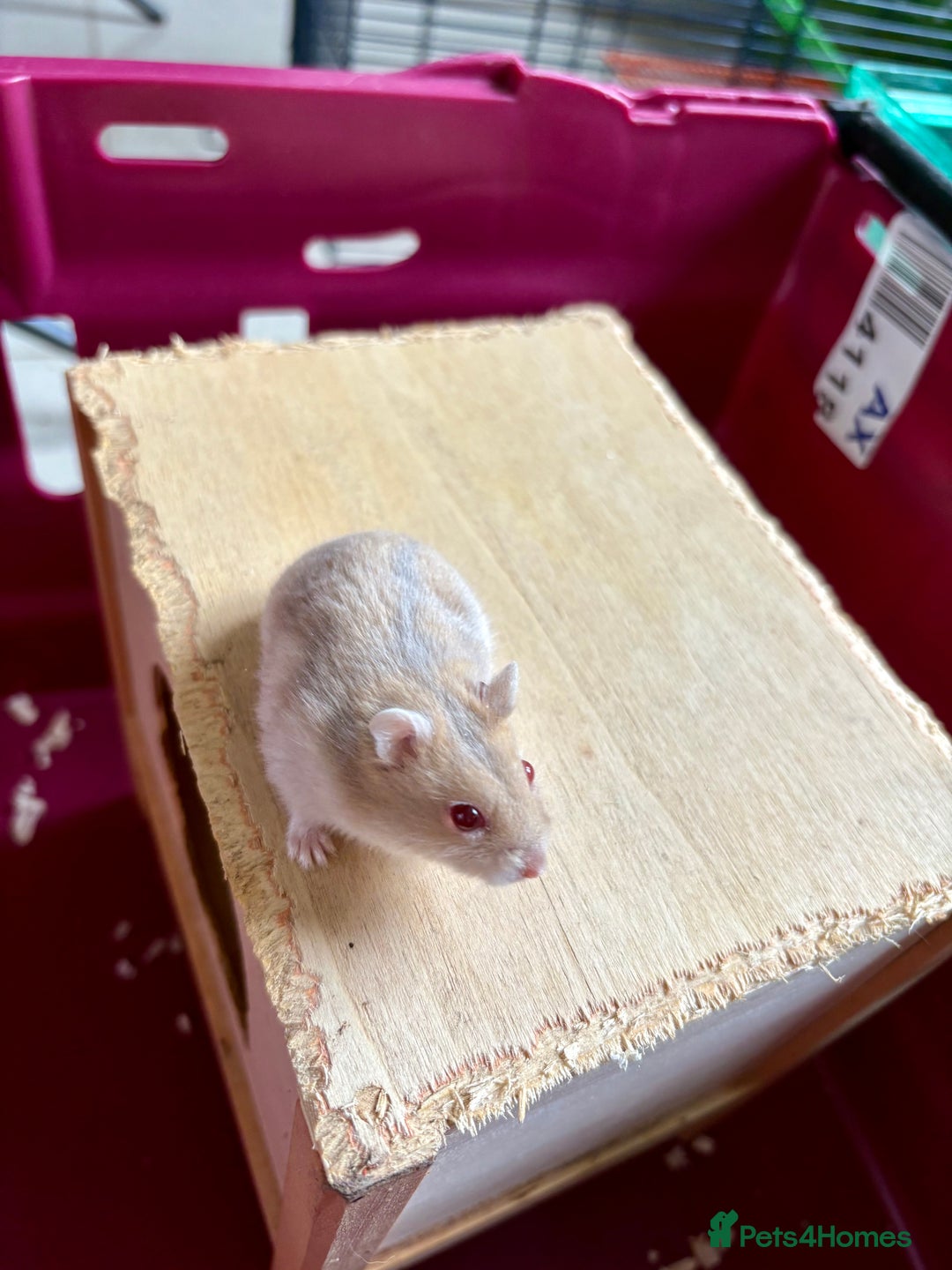 Hamster rodents for sale: Female winter white dwarf hamsters - Image 8