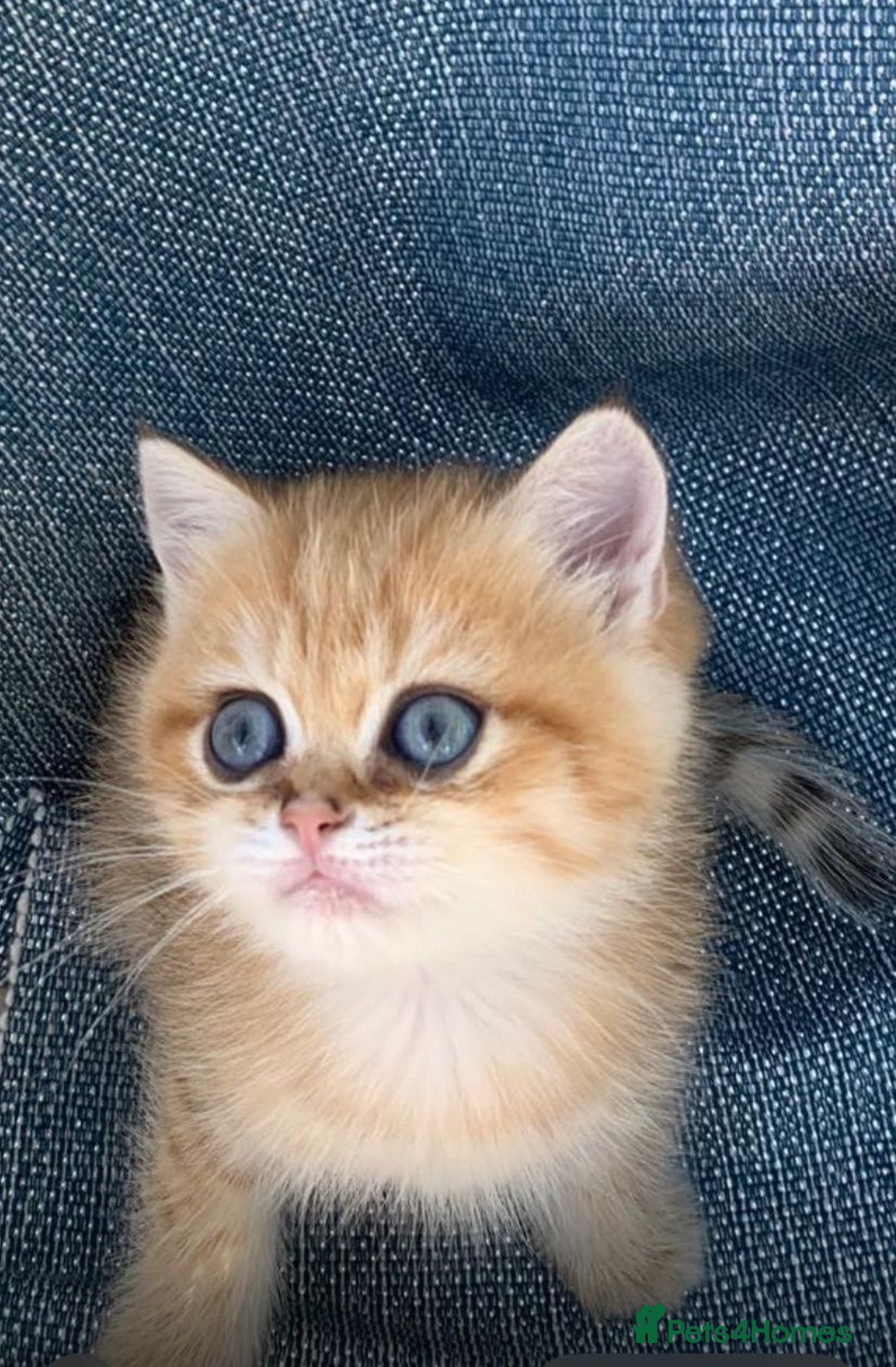 British Shorthair cats for sale:  GCCF champion lines Ny12  Bsh golden chinchilla  - Advert 4