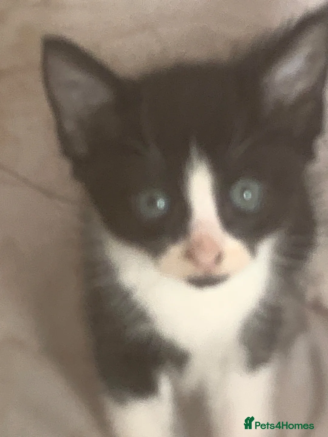 Mixed Breed cats for sale: Kittens for sale  - Advert 12