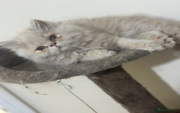 Persian cats for sale: Pedigree Persian female kittens for sale - Image 16