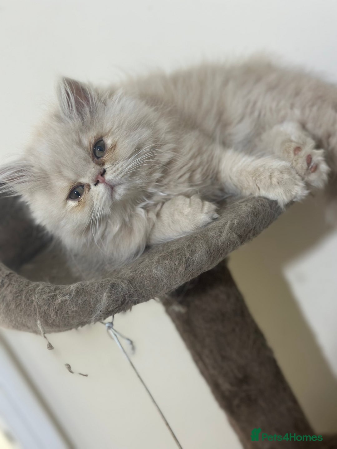Persian cats for sale: Pedigree Persian female kittens for sale - Image 16