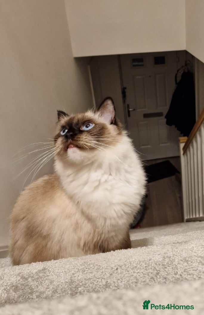 Ragdoll cats Pure ragdoll kittens looking for a new home - Advert 1