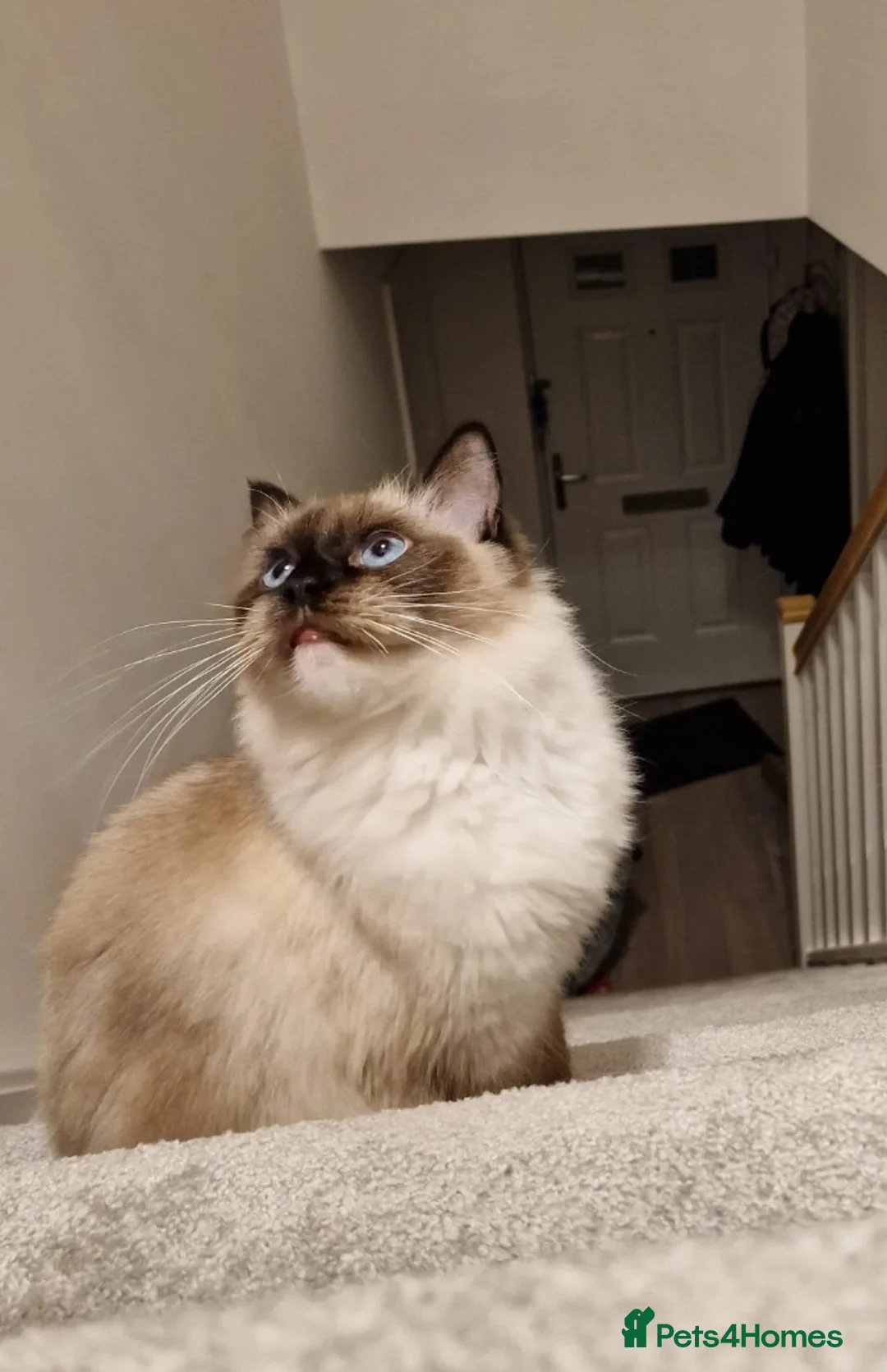 Ragdoll cats for sale: Pure ragdoll kittens looking for a new home - Advert 1