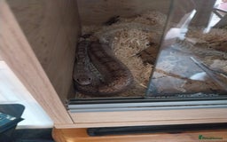 Corn Snake reptiles for sale: Grey Corn Snake and set up for sale - Advert 4