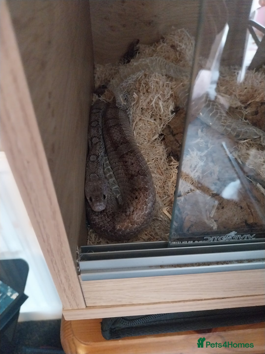 Corn Snake reptiles for sale: Grey Corn Snake and set up for sale - Advert 4