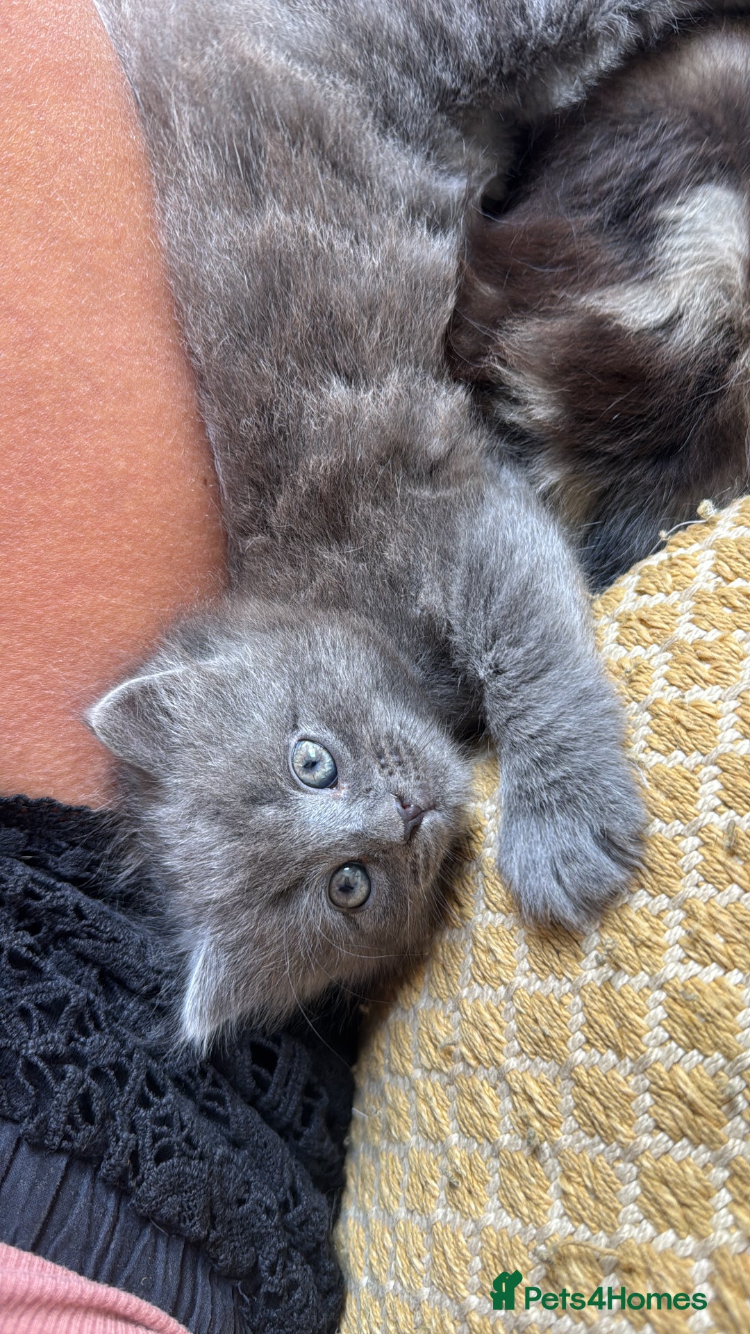 Maine Coon cats for sale: Gorgeous blue female Mainecoon  - Image 10