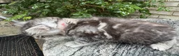 Maine Coon cats for sale: Maine Coon Bengal Cross Kittens - Advert 31