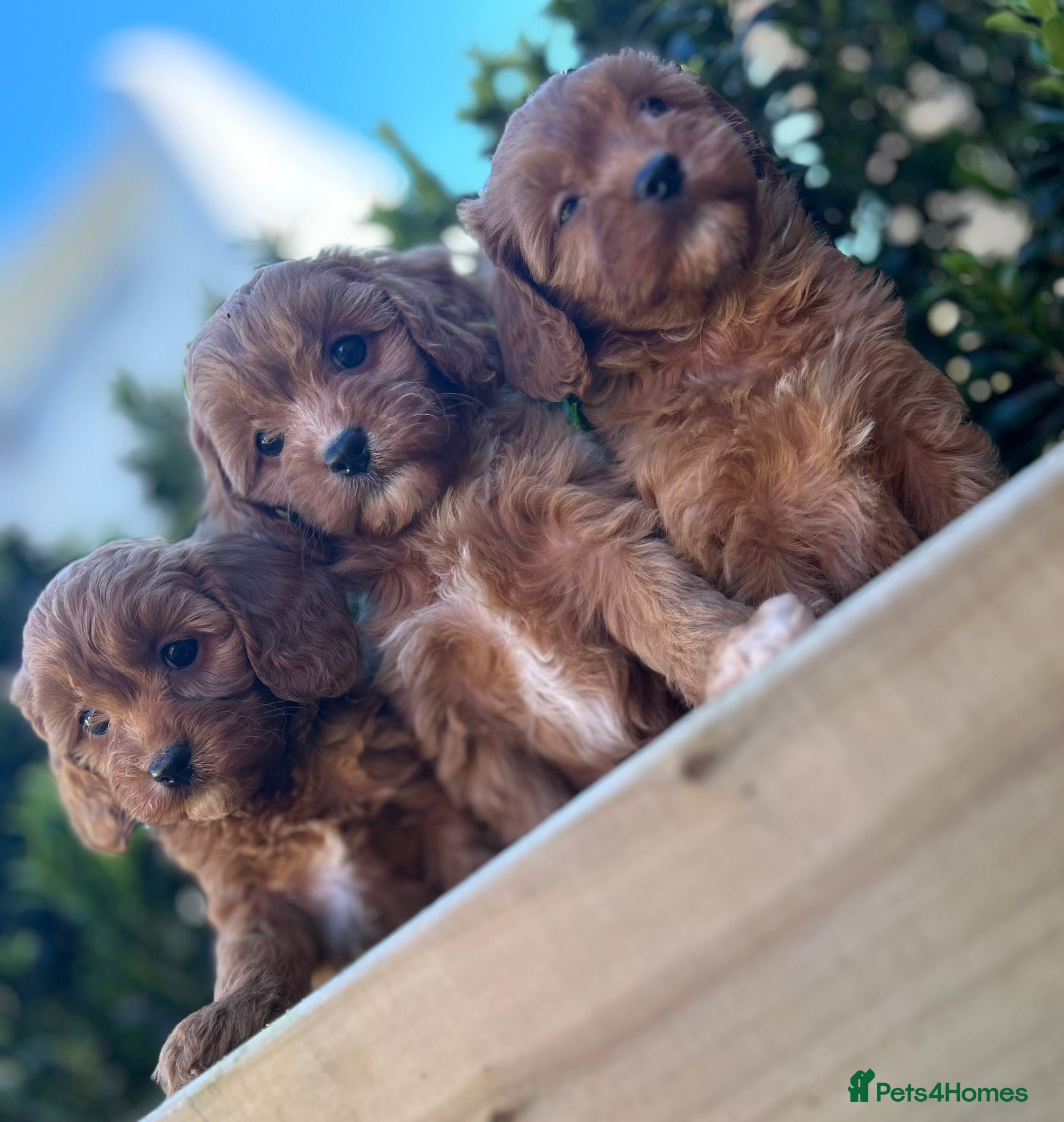 Cavalier King Charles Spaniel dogs Toy cavapoo - Advert 6