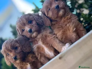 Cavalier King Charles Spaniel dogs Toy cavapoo - Advert 6