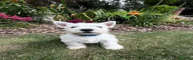 West Highland Terrier 1