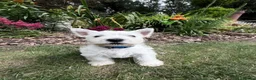 West Highland Terrier dogs for sale: 3 Beautiful West Highland Terrier Puppies  - Advert 3