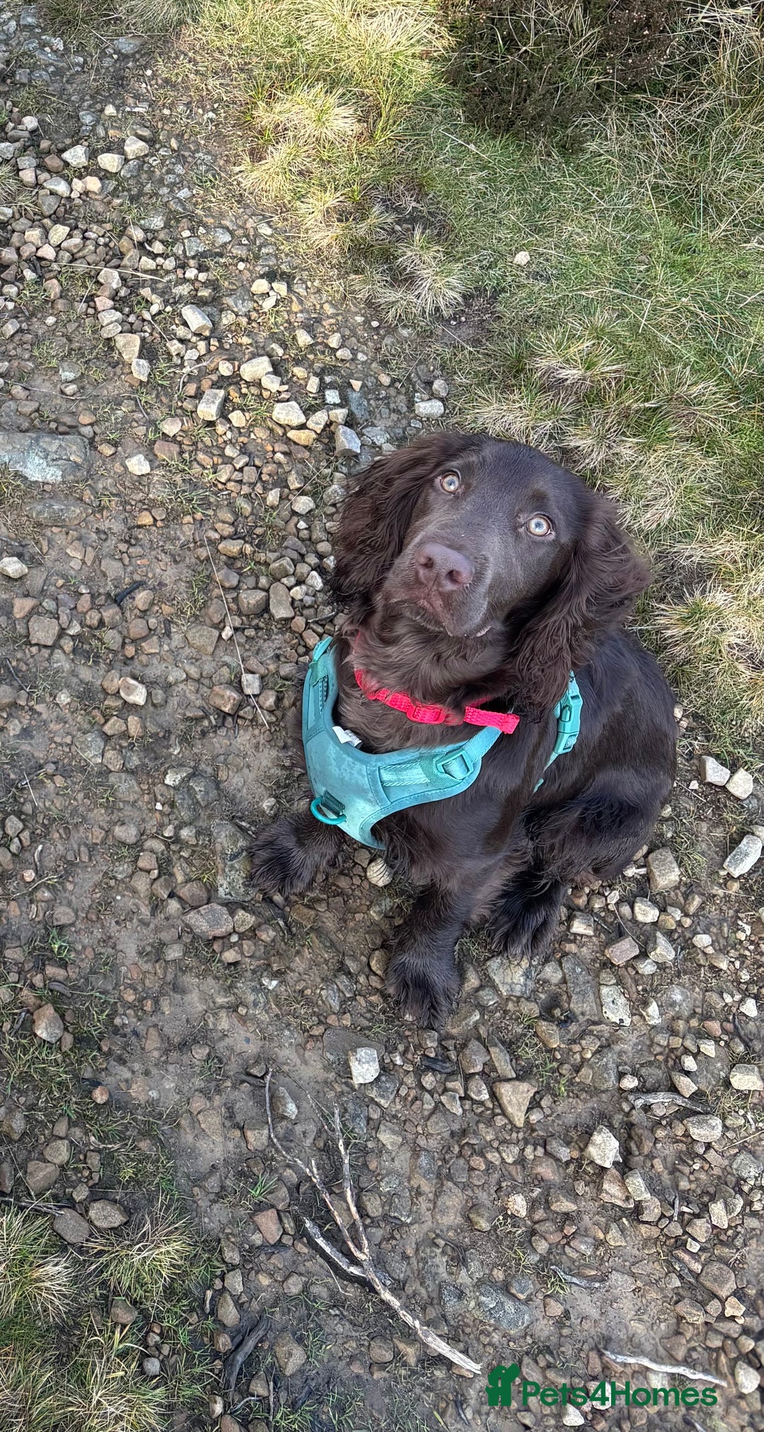 Field Spaniel dogs for sale: Male Field Spaniel - 6 months old - Advert 3
