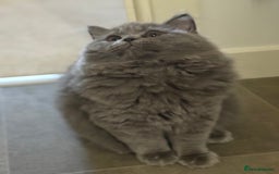 British Shorthair cats for sale: Champion Bloodline British Shorthair & Longhair - Image 4