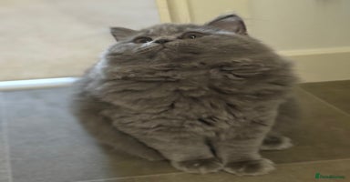 British Shorthair cats - Advert 5