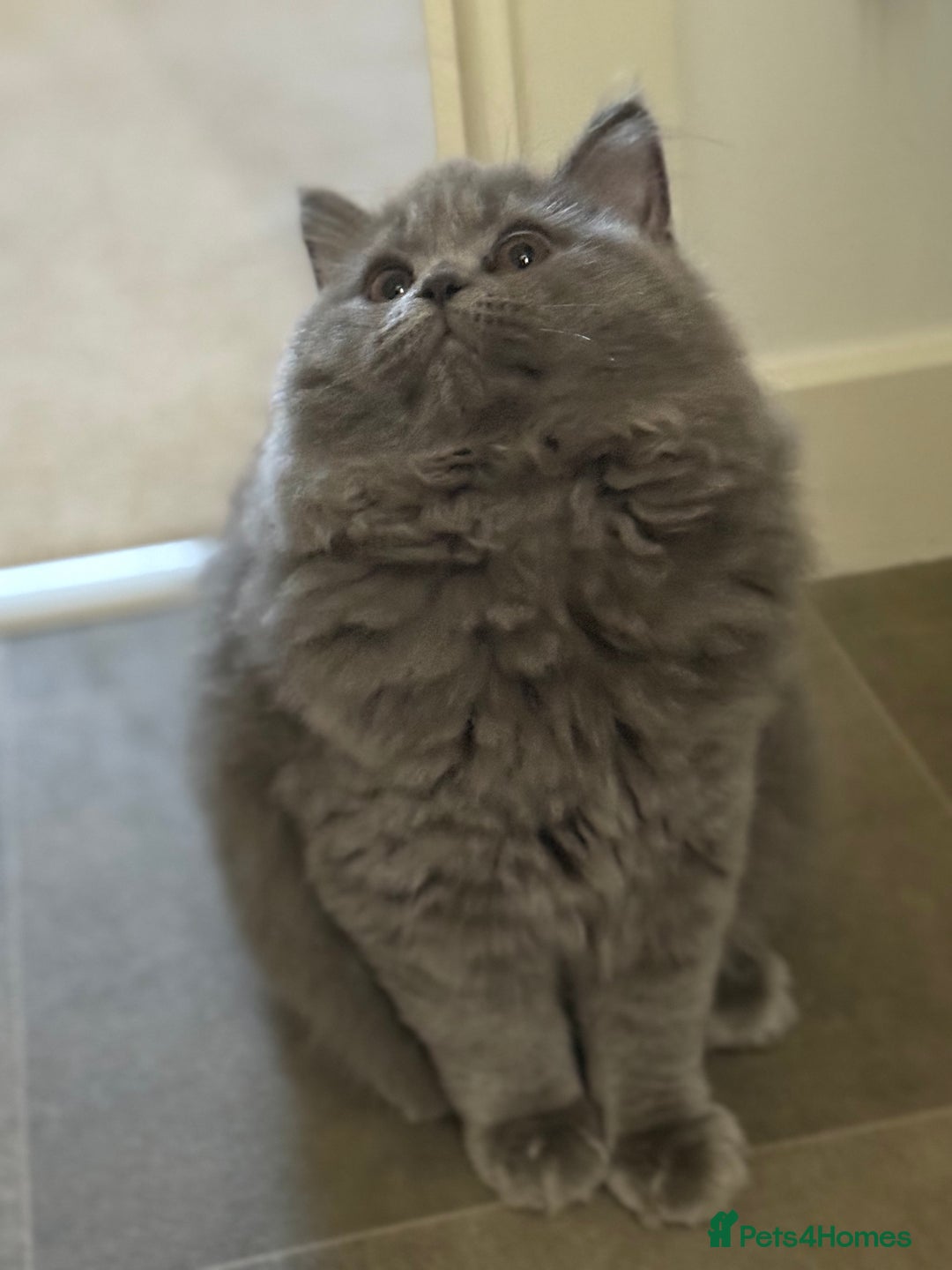 British Shorthair cats for sale: Champion Bloodline British Shorthair & Longhair - Image 4