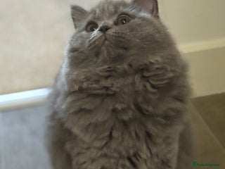 British Shorthair cats - Advert 19