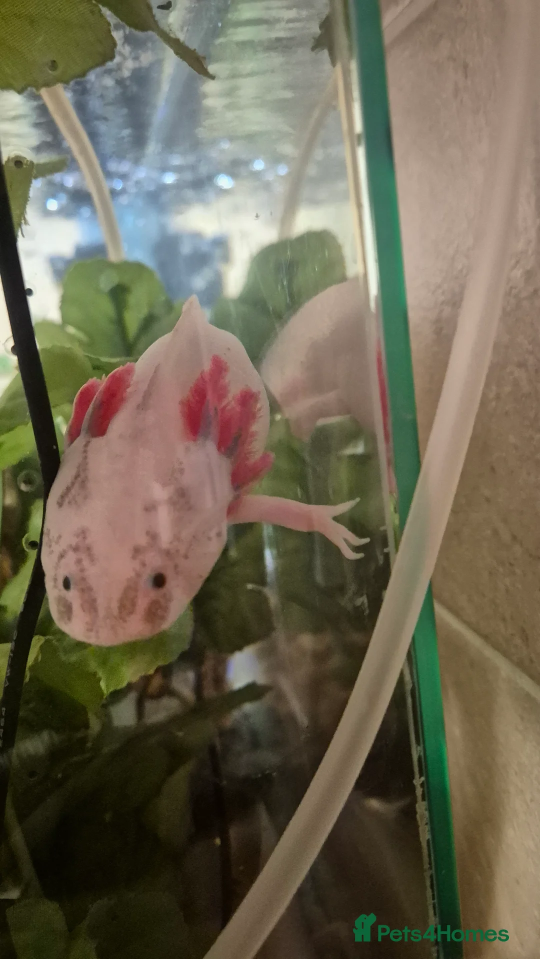 Other/Mixed Breed fish for sale: Adult Male lecustic Axolotl  - Advert 4