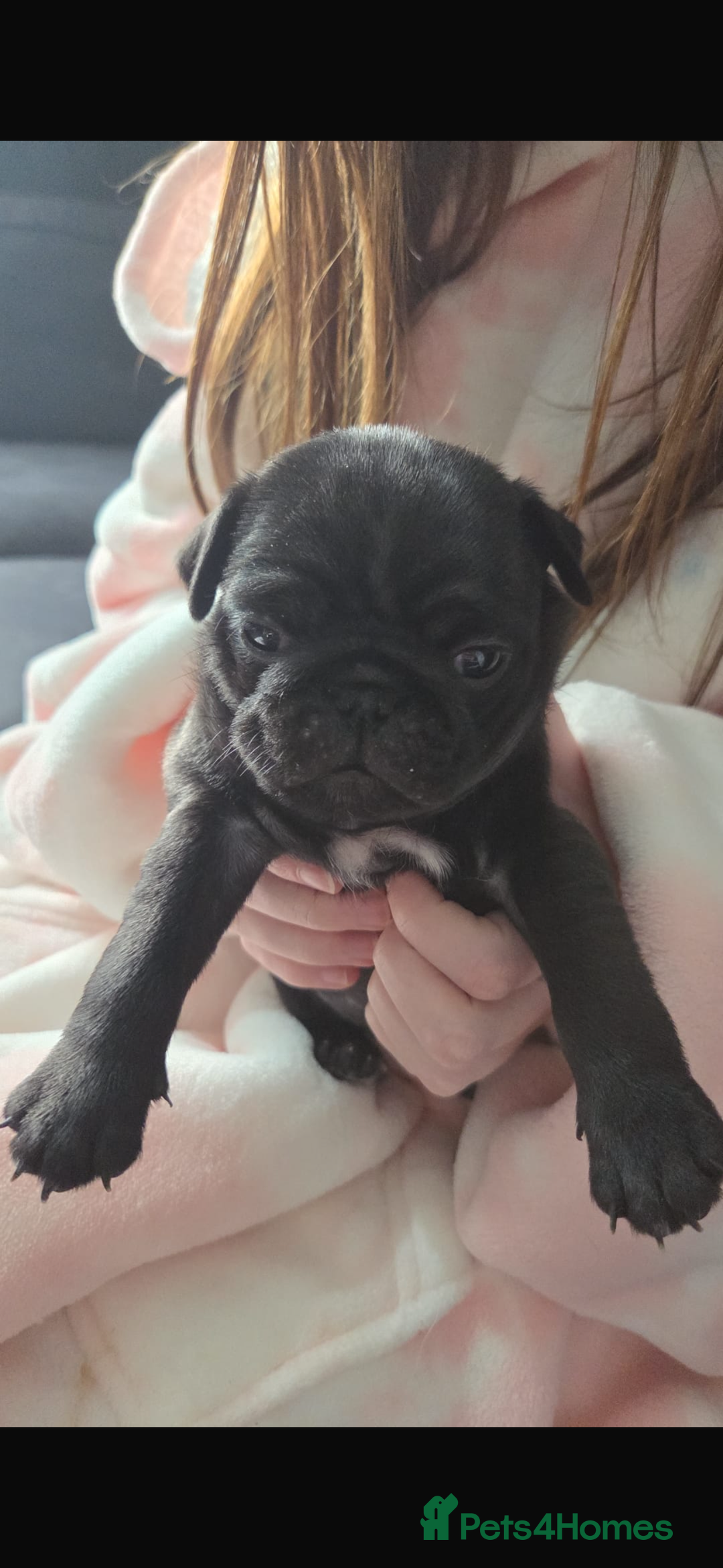 Pug dogs for sale: Pug pups for sale - Advert 12