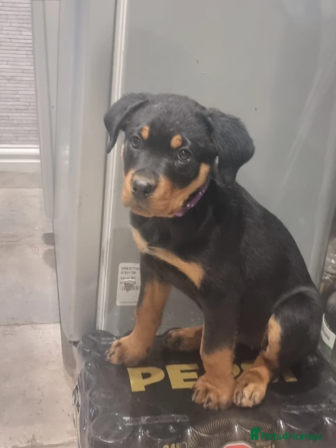 Rottweiler dogs for sale: 13 week old female rottweiler  in Ledbury - Advert 2