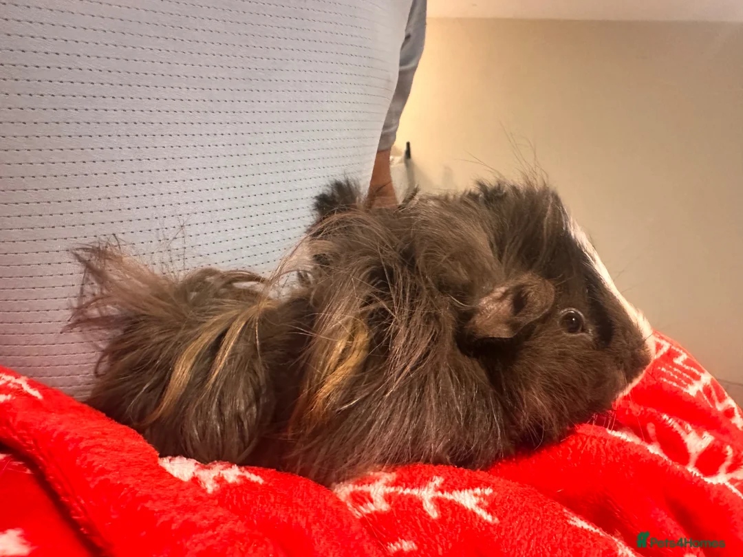 Guinea Pig rodents for sale: Pair of male guinea pigs 6 months and 9 weeks old - Advert 8