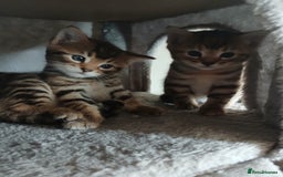 Mixed Breed cats for sale: Beutyful bengal babies wisbech 🐈😻 - Advert 19