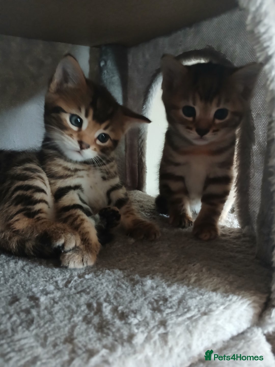 Mixed Breed cats for sale: Beutyful bengal babies wisbech 🐈😻 - Advert 19