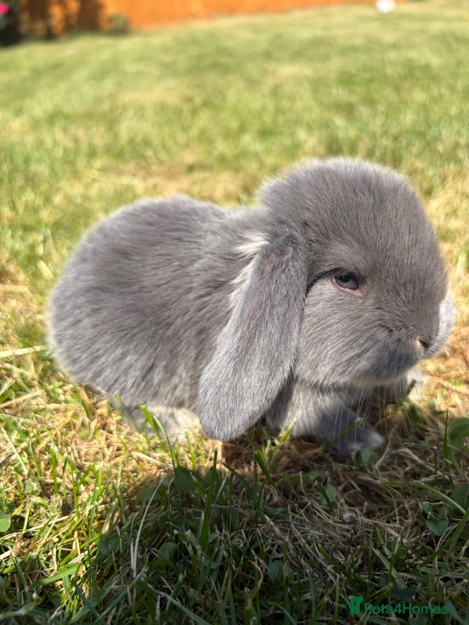 French Lop rabbits Pure breed giant French lop bunnies for sale 🐰 - Advert 2