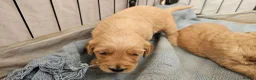 Mini Goldendoodle dogs for sale: Beautiful Mini Golden doodles available - Advert 17