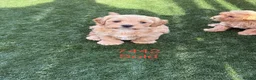 Cavapoochon dogs for sale: Adorable Cavapochon pups - Advert 2