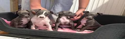 Italian Greyhound dogs for sale: Italian Greyhound Puppies - Advert 8