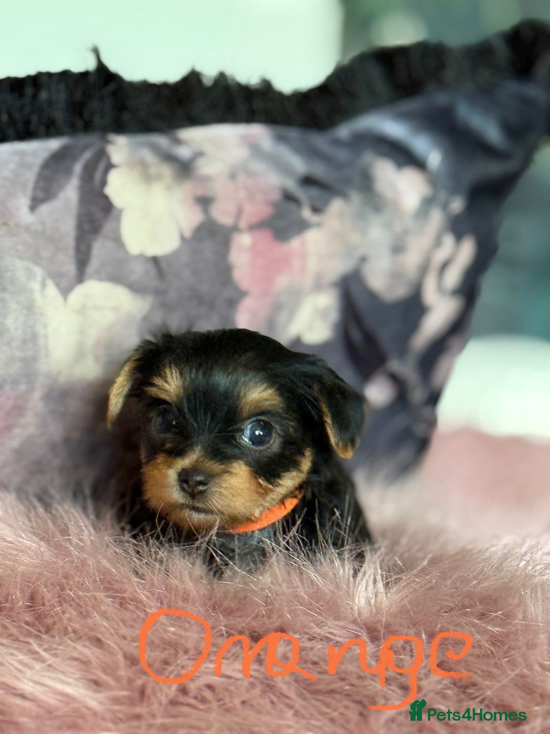 Yorkshire Terrier dogs for sale: ⭐ Yorkieshire Terrier puppies – KC Registered ⭐ - Advert 9