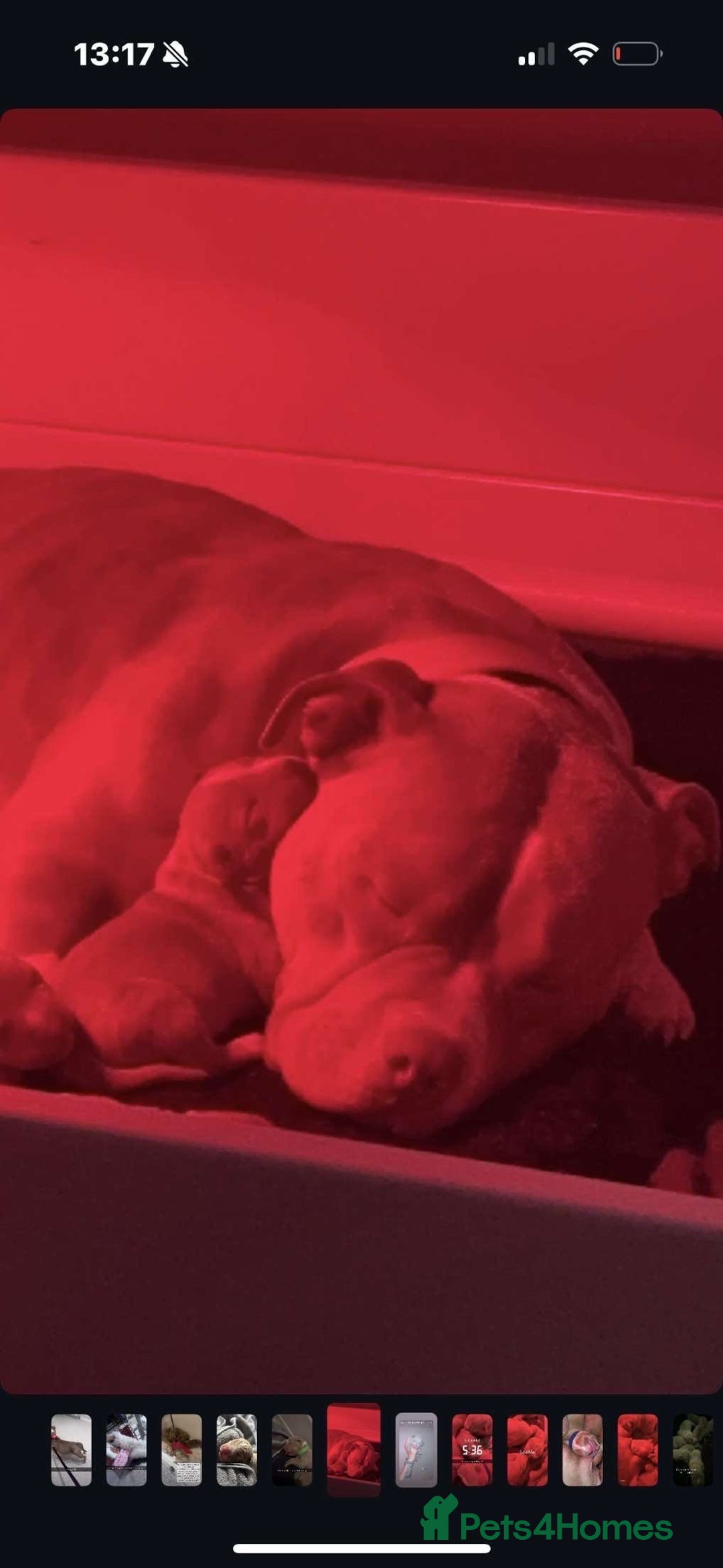 American Bully dogs for sale: 8 gorgeous American Bully pups 🐶 - Advert 24