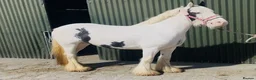 Other Breed horses for sale: Stunning Irish Cob Mare – Family & Pony Club Pony - Advert 3