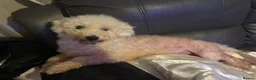 Bichon Frise dogs for sale: Beautiful Bichon Frise girl - Advert 4