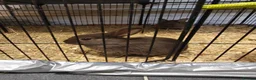 Mixed Breed rabbits for sale: Chocolate baby Bunnie's  in Liverpool - Advert 5