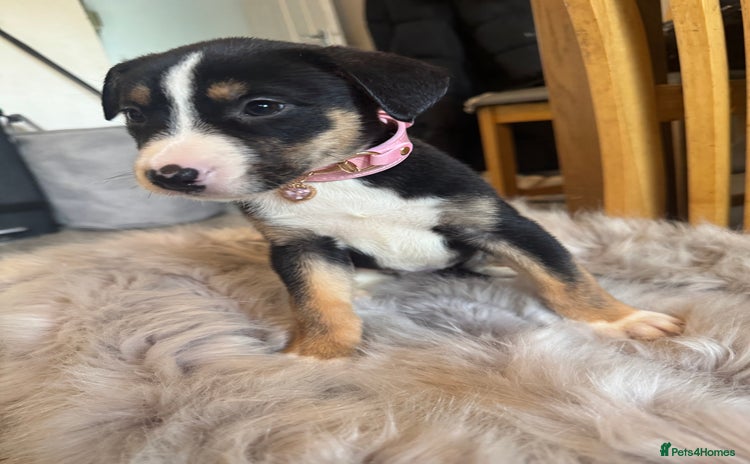 Mixed Breed dogs - Advert 9