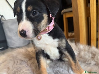 Mixed Breed dogs - Advert 11