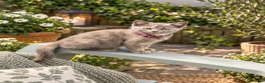 British Shorthair 1