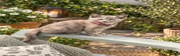 British Shorthair cats for sale: British shorthair x kittens. Ready to go now  - Advert 5