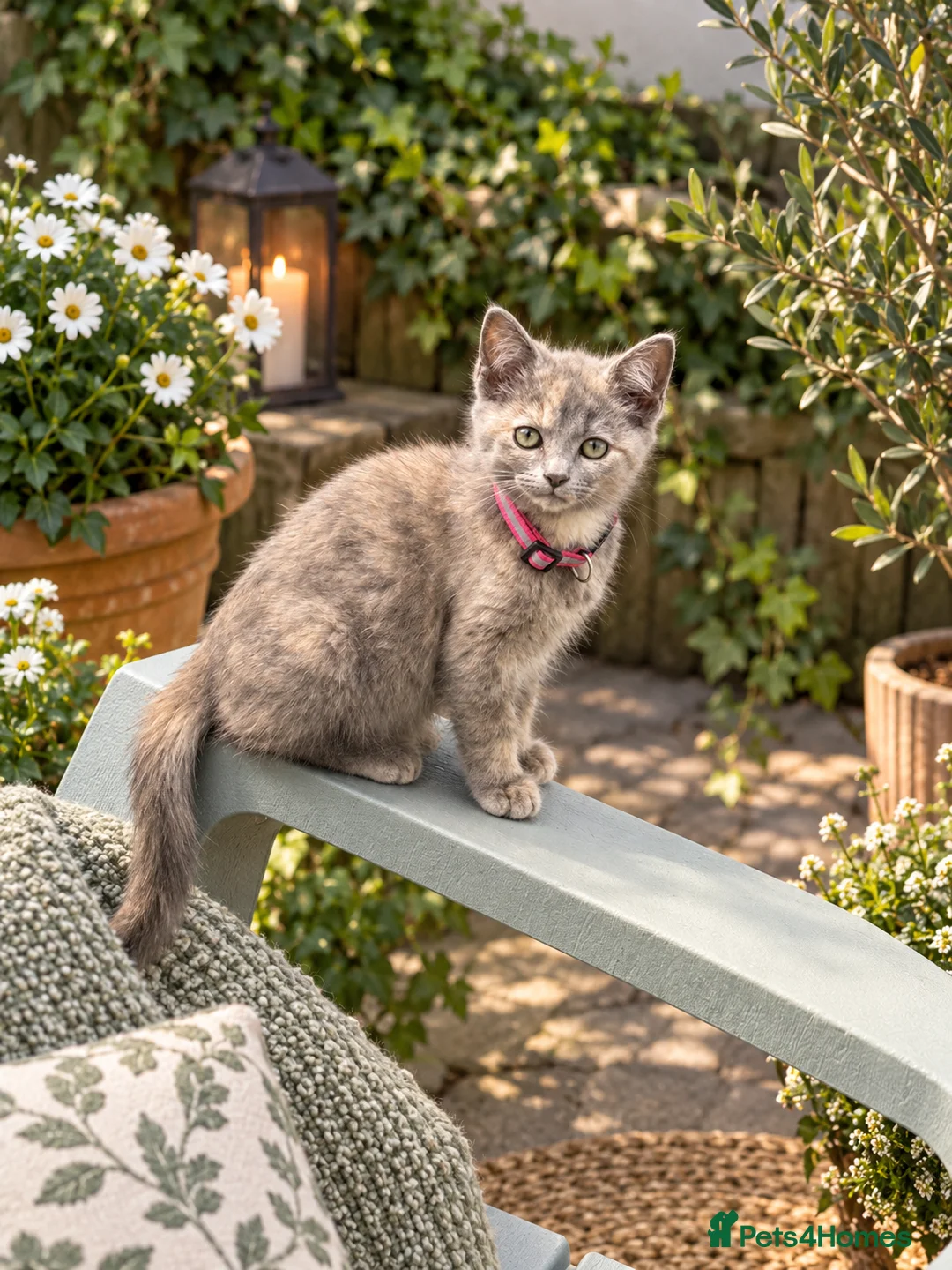 British Shorthair cats for sale: British shorthair x kittens. Ready to go now  - Advert 5