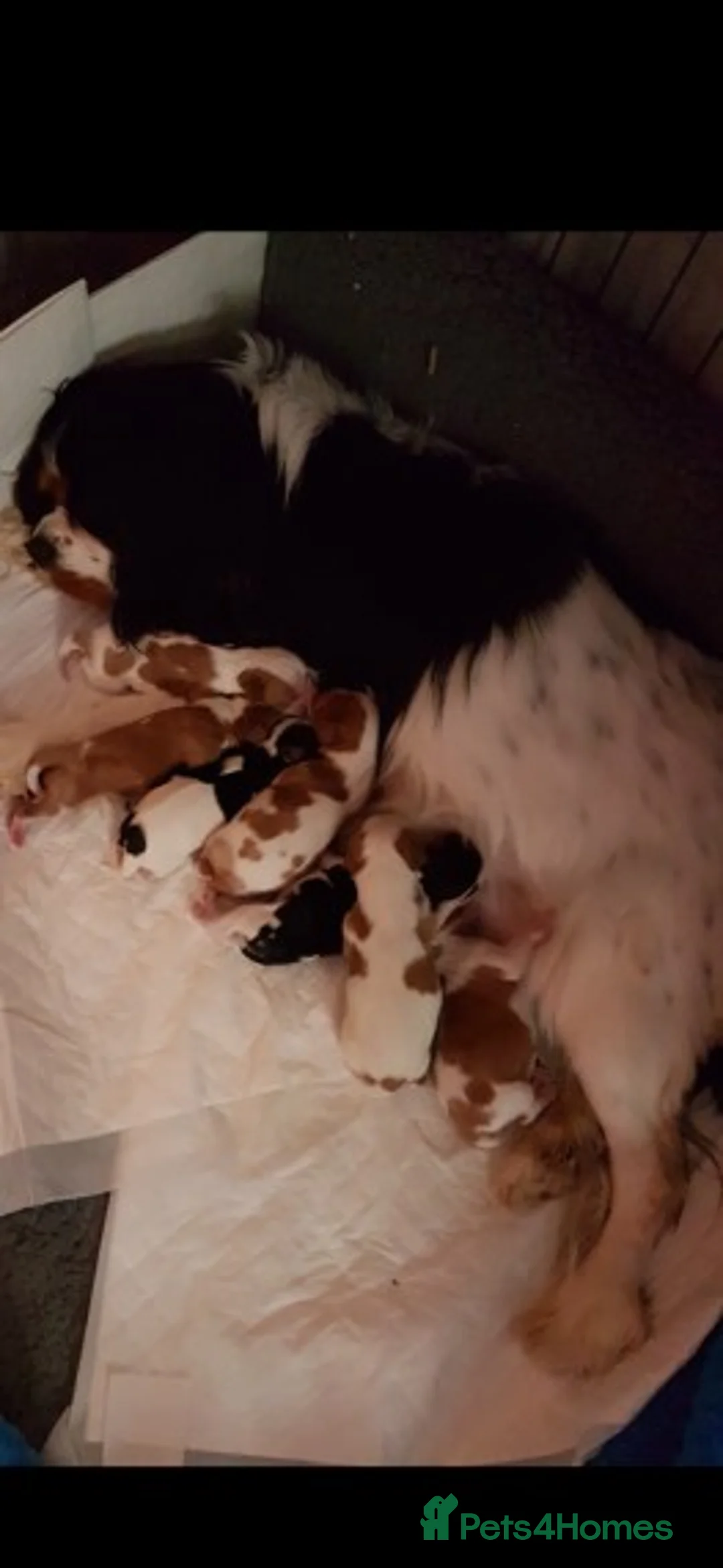 Cavalier King Charles Spaniel dogs for stud: Extensively Health Tested Cavalier King Charles Sp in Mansfield - Advert 15